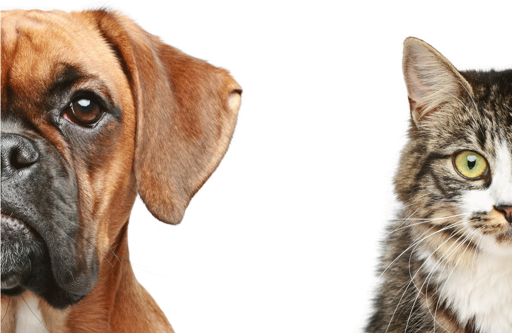Dog And Cat Transparent - Dogs And Cats Transparent (1000x667), Png Download