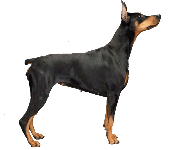 Dobermann - Skin Dog Sims 3 (700x520), Png Download