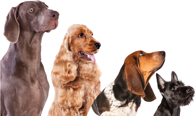 Death Of A Dog Whisperer [book] (680x640), Png Download