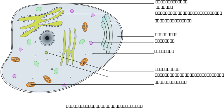 How To Set Use Animal Cell Labelled Svg Vector (900x637), Png Download