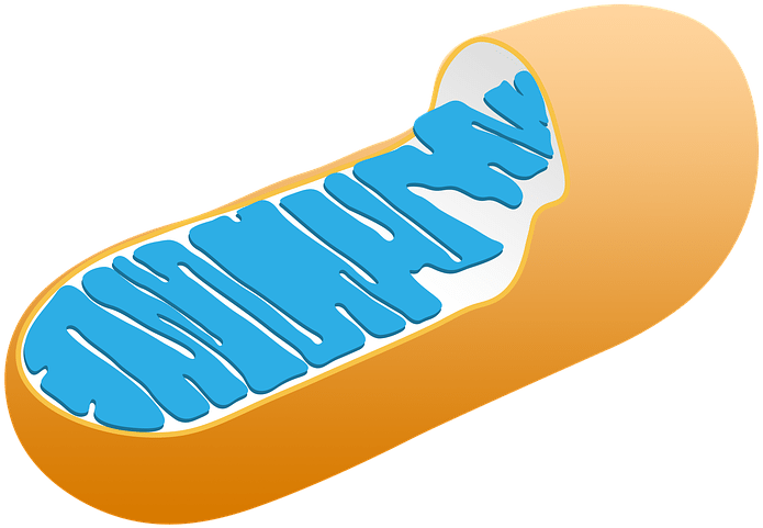 The Function Of The Mitochondria In Both Plant And - Animal Mitochondria (720x720), Png Download