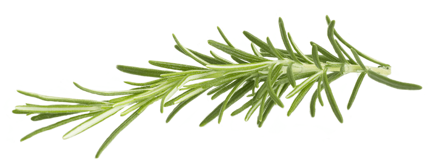Rosemary - Rosemary Png (885x360), Png Download