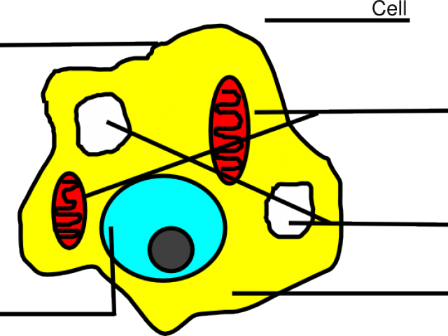Easy Animal Cell (640x480), Png Download