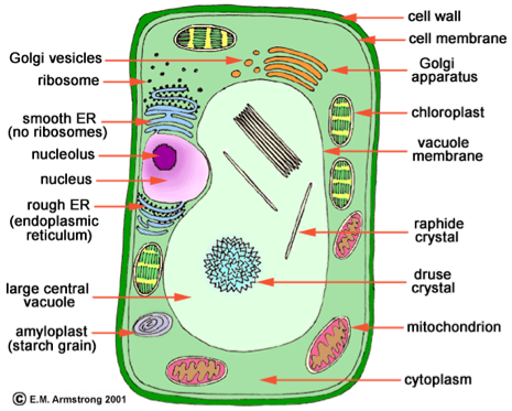 Download 3 Major Differences Between Plant And Animal Cells - Microfilaments  In Plant Cell PNG Image with No Background 