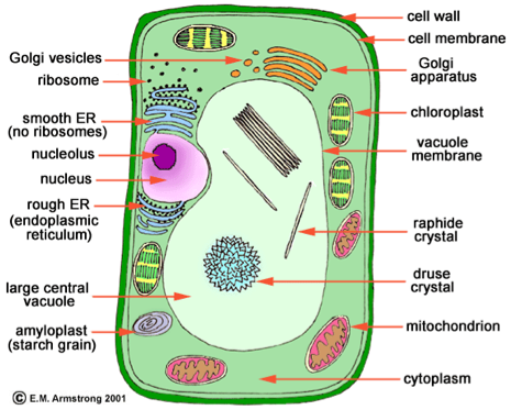 3 Major Differences Between Plant And Animal Cells - Microfilaments In Plant Cell (569x553), Png Download