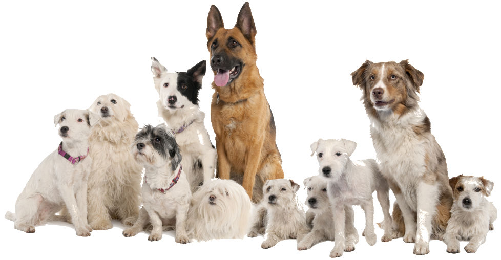 Beautiful Physical Pattern Dog Vector Image - No 1 Pet Dog (1024x1024), Png Download