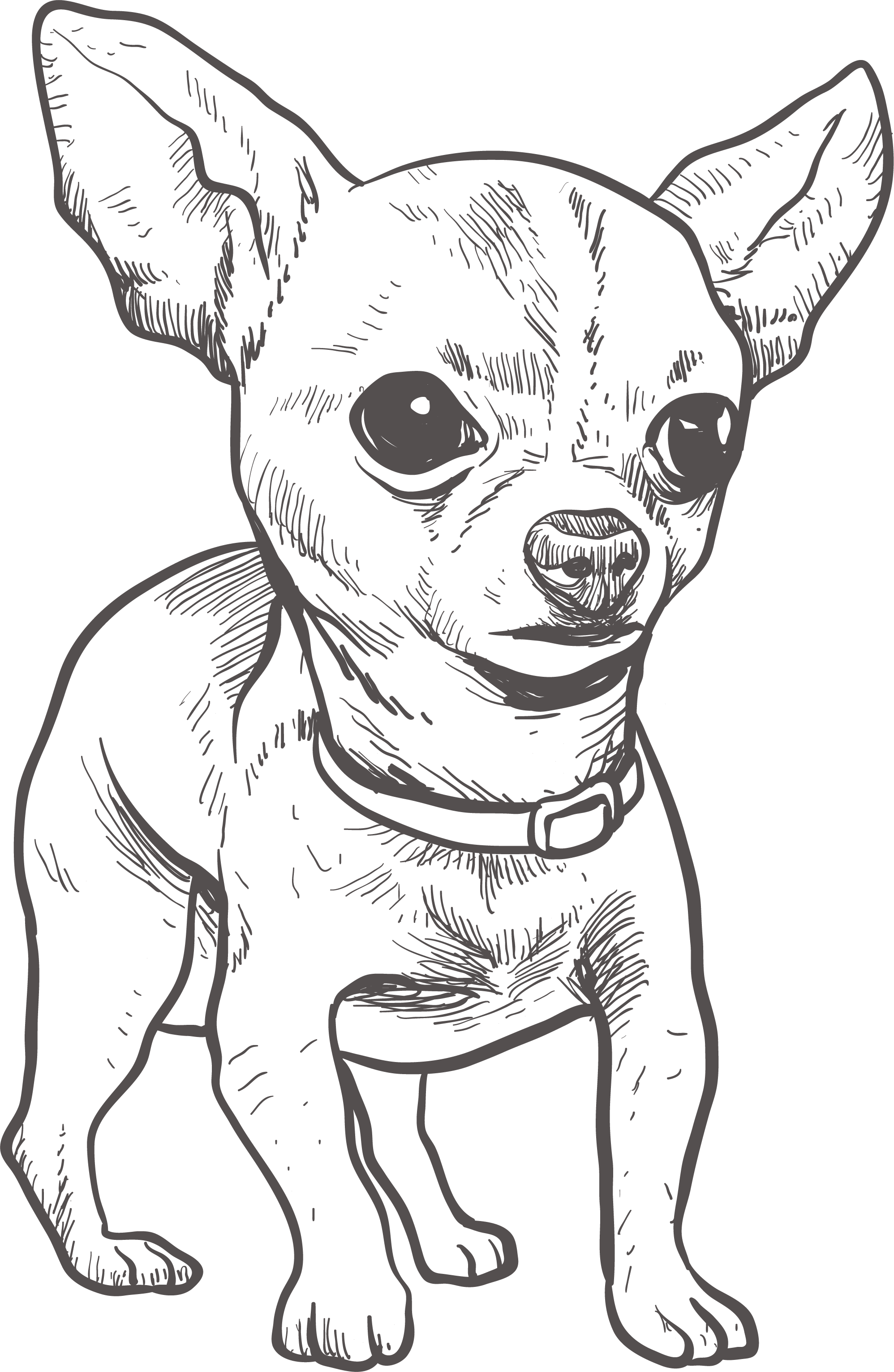 Chihuahua Puppy Drawing Illustration - Chihuahua Drawing (1996x3063), Png Download