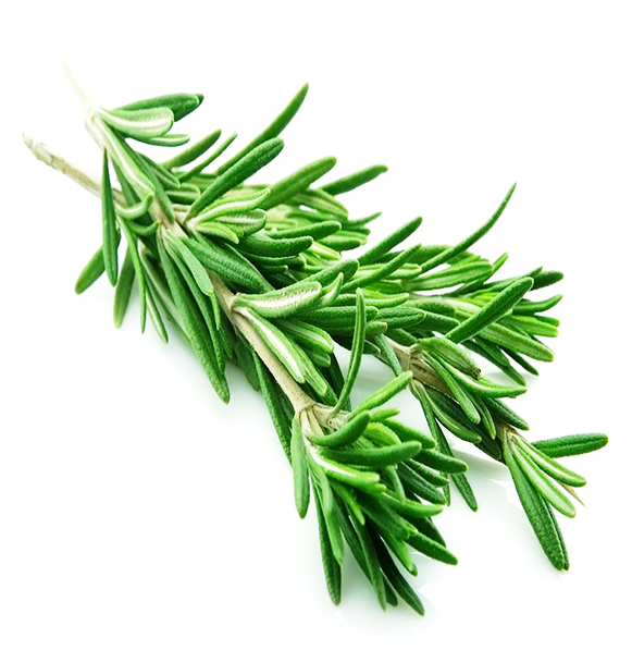 Rosemary - Natural Antibiotics For Beginners: A Guide On Natural (700x700), Png Download