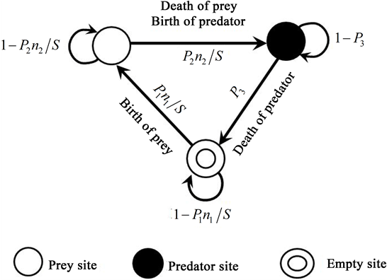 The Transitions Of The Model - Diagram (903x395), Png Download
