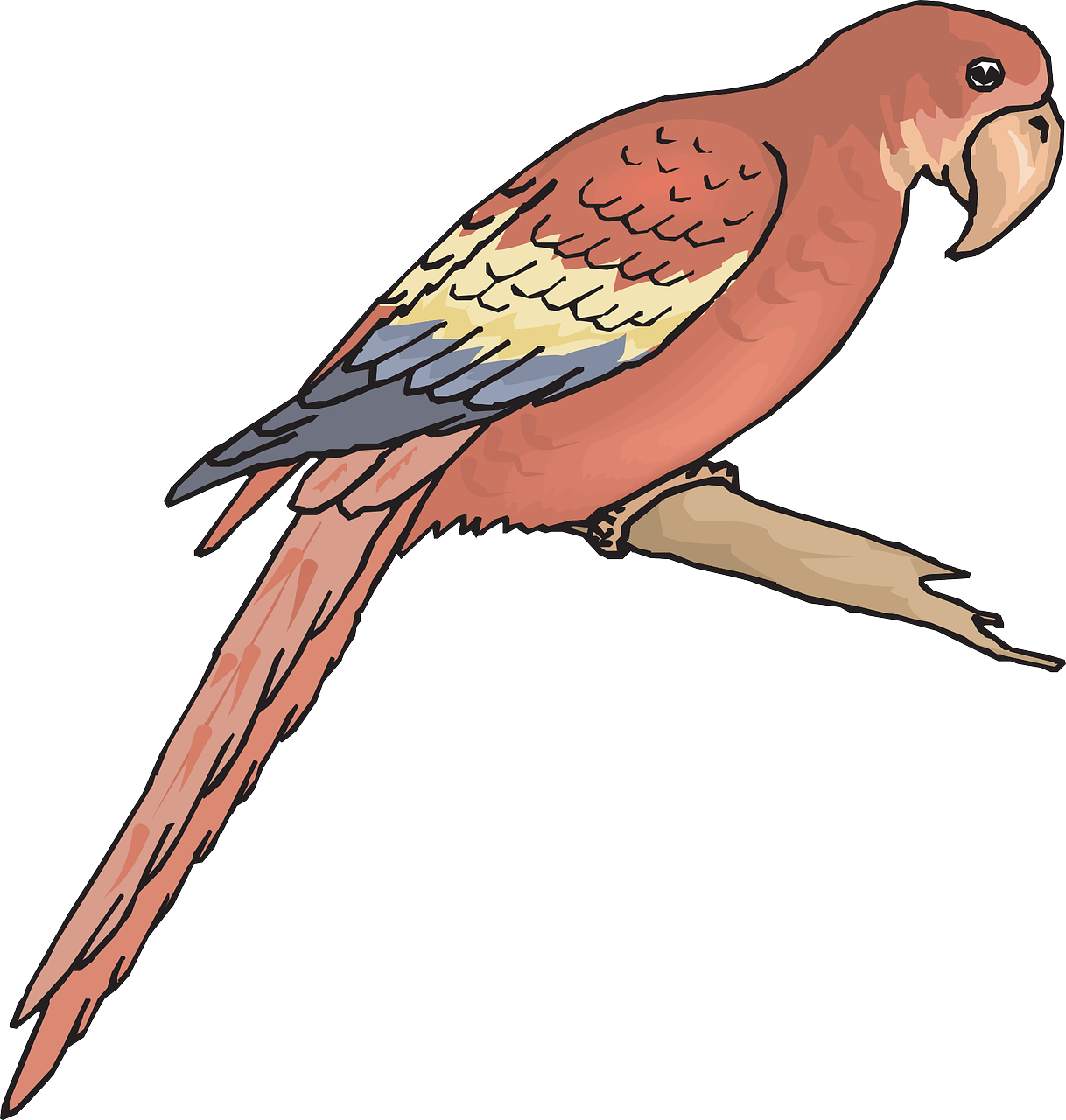 Bird Branch Wings Macaw Png Image - Outline Picture Of Macaw (1218x1280), Png Download