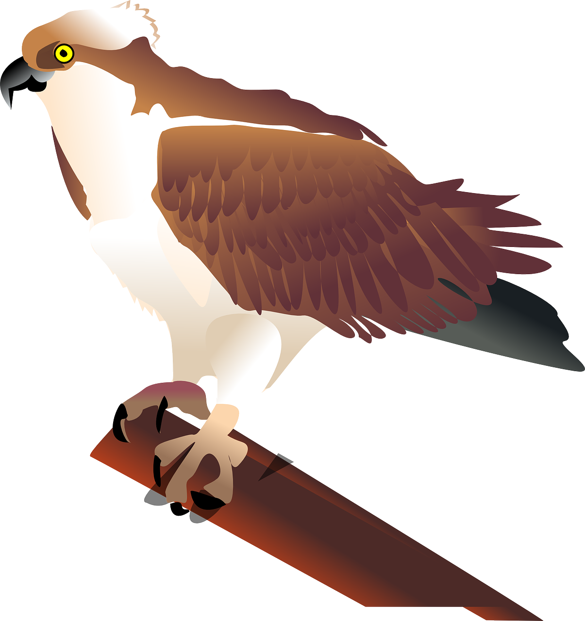 Eagle Hawk Bird Branch Media Png Image - Osprey Clip Art (1205x1280), Png Download