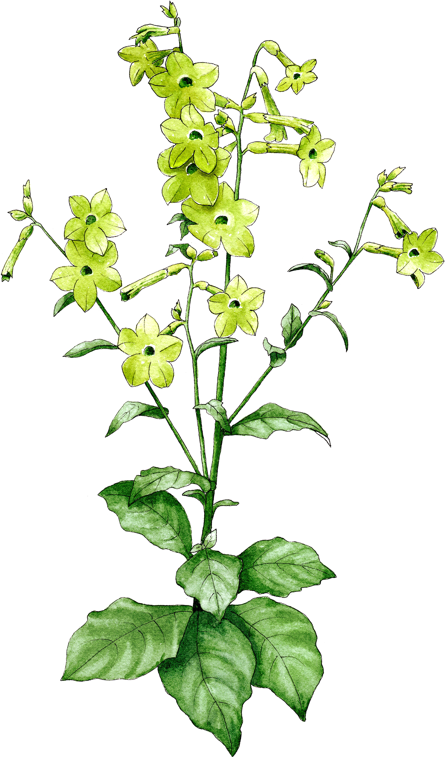 Nicotiana Lime Green - Perennial Plant (1571x2633), Png Download