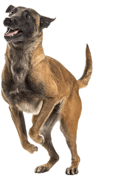 Jumping Dog - Pupgrade - Belgian Shepherd (578x607), Png Download