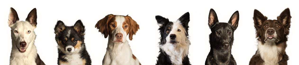 Results May Vary - Dogs In A Row (1312x280), Png Download