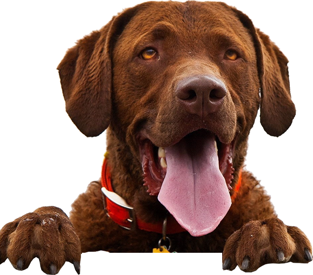 What Is Cushings Disease - Dog Calendar 2016 (634x557), Png Download