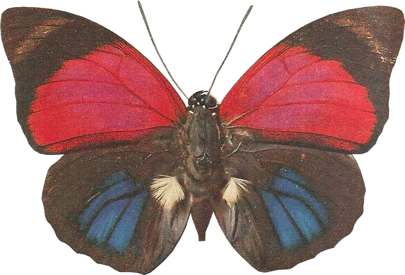Бабочки - Png - - ♥ Creative Nn - Блог Альбины Рассеиной - Butterfly (800x543), Png Download