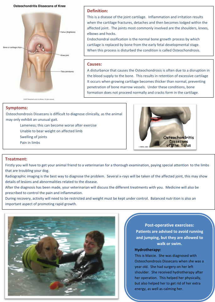 Joint Diseases In Dogs Written By Mariska Engelbrecht - Osteochondritis Dissecans Ankle (685x959), Png Download