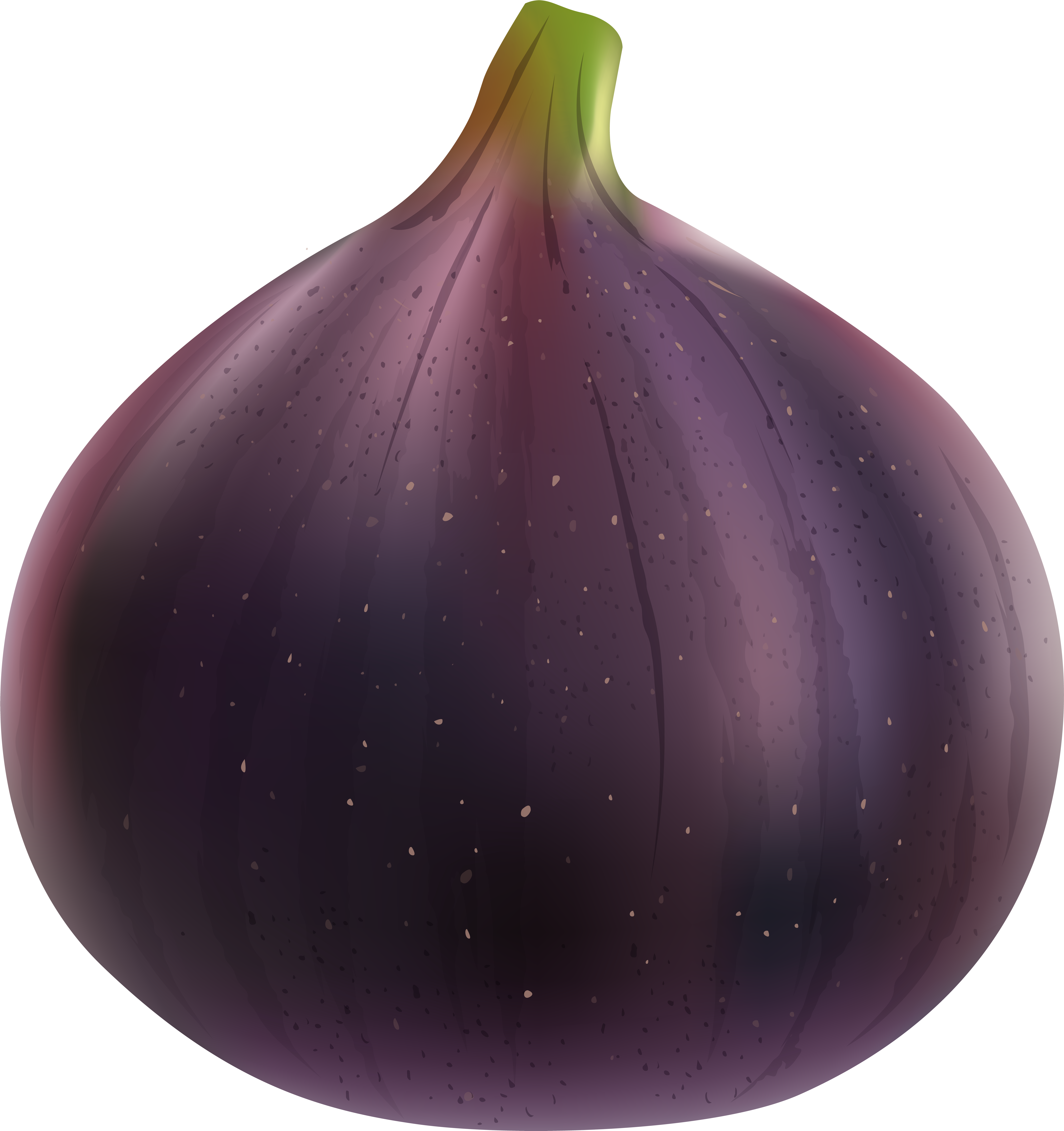 Fig Png (7540x8000), Png Download