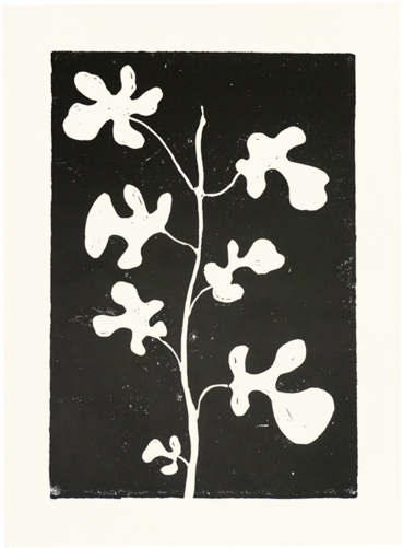 Fig - Common Fig (500x500), Png Download