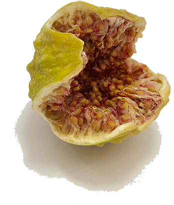 Dried Figs - Common Fig (700x611), Png Download