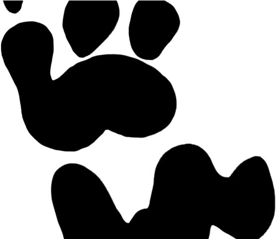 Dog Paw Prints Clipart - Koala Bear Koala Footprint (640x480), Png Download