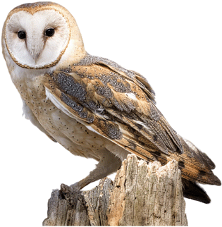 Boxes Nesting For Tawny - Barn Owl Png (400x400), Png Download