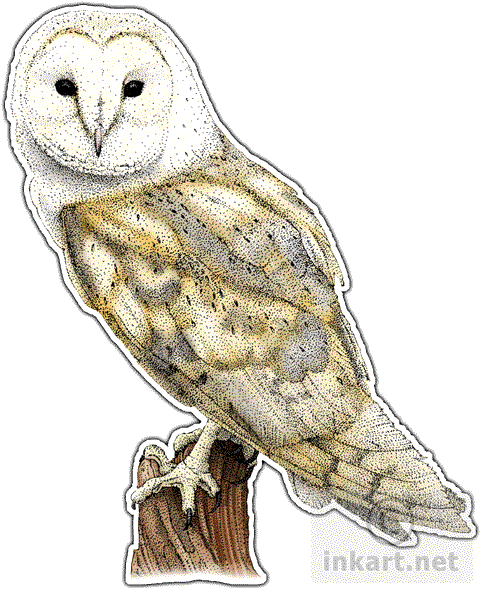 Barn Owl Png File - Barn Owl Throw Blanket (481x590), Png Download
