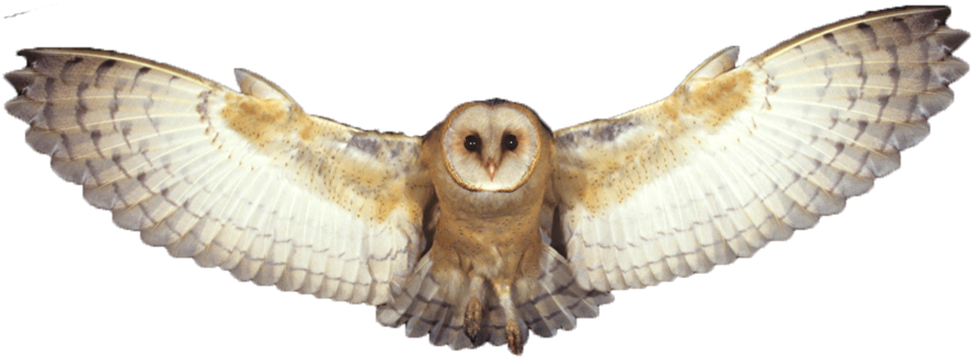 Barn Owl Png Photo - Transparent Background Flying Owl Png (1024x768), Png Download