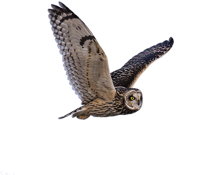 Peel N Stick Poster Of Owl Flying Nature Barn Owl Wildlife - Zazzle Fliegen-eulen-tiermonogramm Klar Iphone 8 Plus/7 (711x720), Png Download
