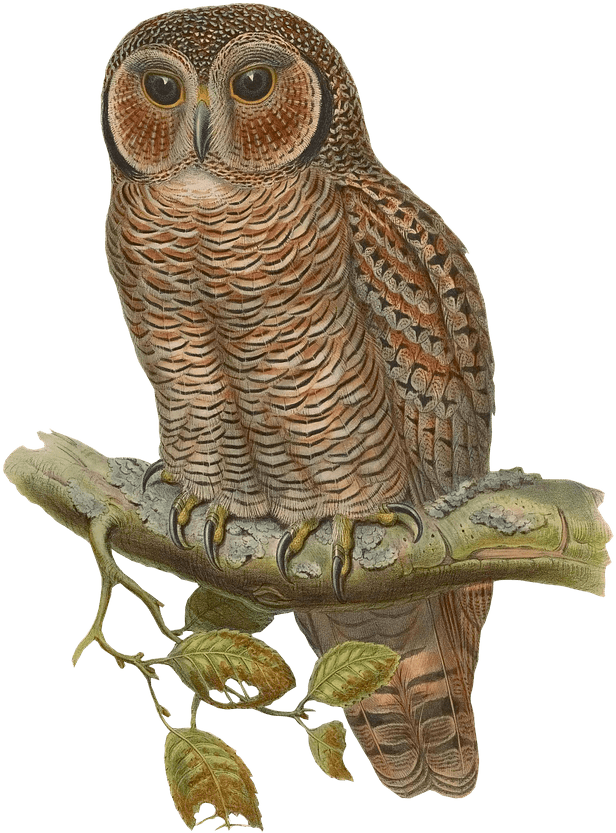 Owl Drawing - Vintage Drawing Of Owl Sitting On A Branch Wine Stopper (889x1280), Png Download