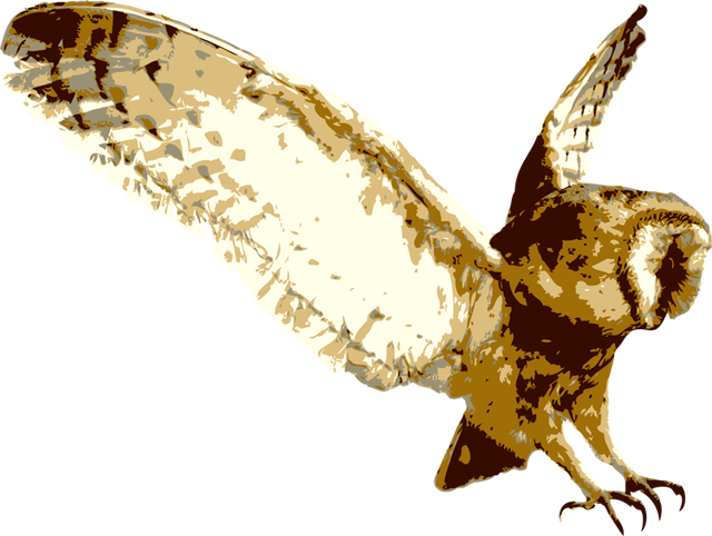 Barn Owl Transparent Background - Woodlands Family Theme Park (640x482), Png Download