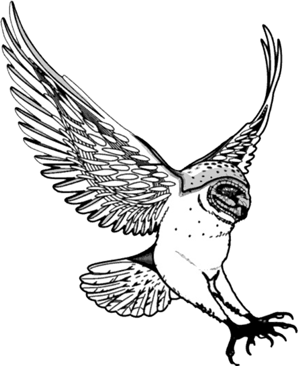 Download Drawing Of Barn Owl Swooping Owl Drawing Png Png Image