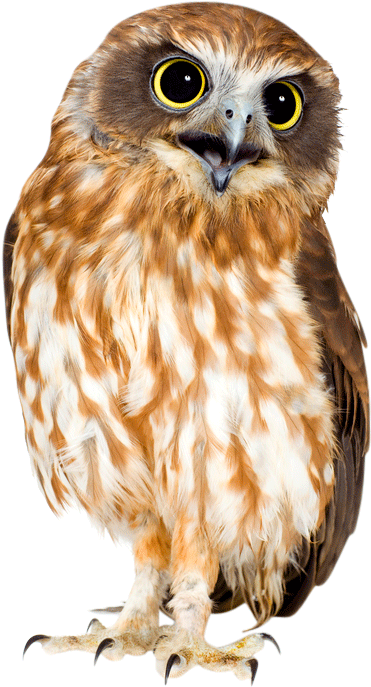 Share This Image - Owl Hd Png (457x600), Png Download