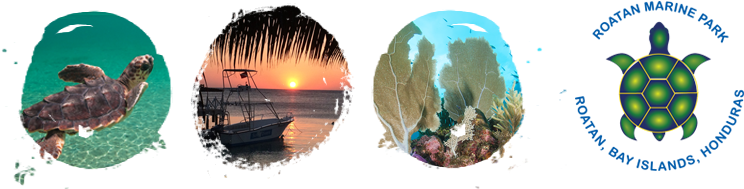 Roatan Marine Park - Roatán Marine Park (750x200), Png Download