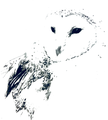 Barn Owl (479x480), Png Download