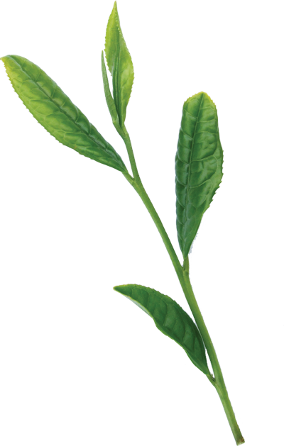 High Quarity Japanese Green Tea - Shoot (400x629), Png Download