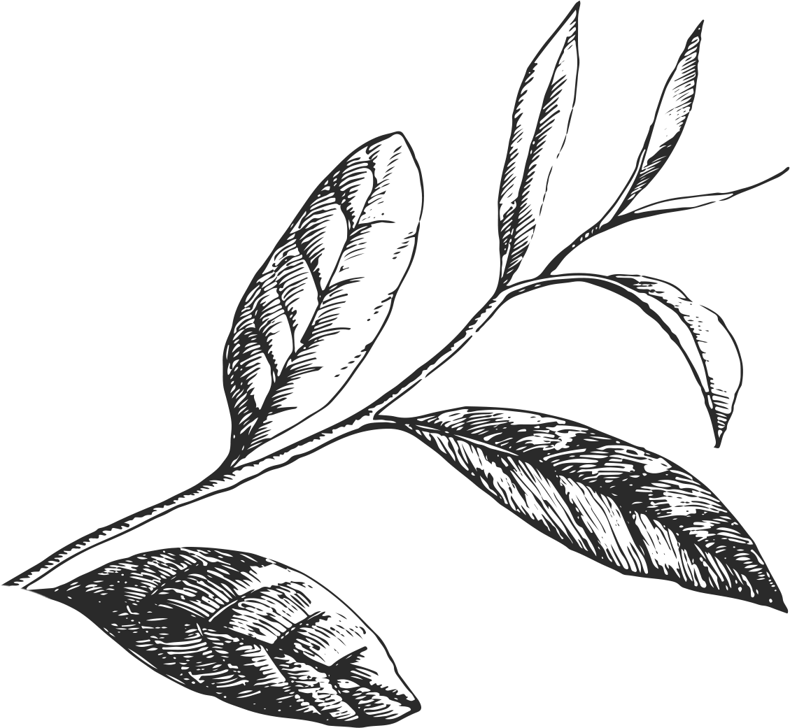 Green Tea Leaves Art - Green Tea (1129x1041), Png Download