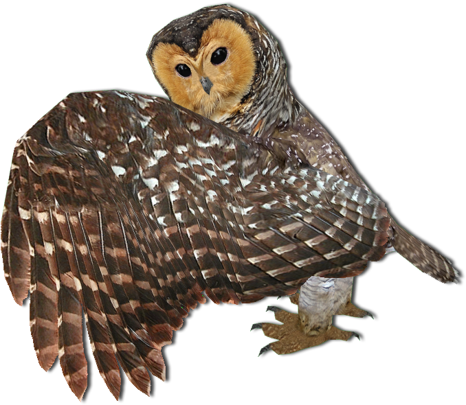 Bpngldf - Barn Owl (719x615), Png Download