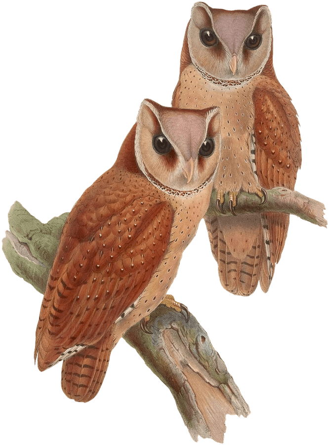 Owls Sitting On A Branch - Owl Vintage Png (889x1280), Png Download