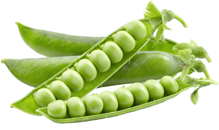Free Png Pea Png Images Transparent - 豌豆 Png (850x587), Png Download