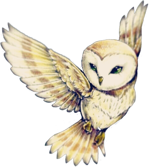 Download Cute Owl Flying Owls Owlart Cute Edits Editing Editor Owl Tattoo Drawings Png Image With No Background Pngkey Com