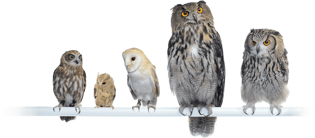 Saas Solution For It Systems Monitoring 100% Owl Inclusive - Chouette Et Hiboux Png (1099x495), Png Download