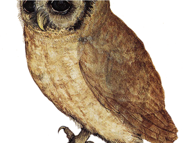 Barn Owl Clipart File - Little Owl Albrecht Durer (640x480), Png Download