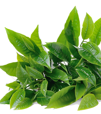 Download Image Of Green Tea Body Butter - Green Tea Leaf Png PNG Image with No Background ...