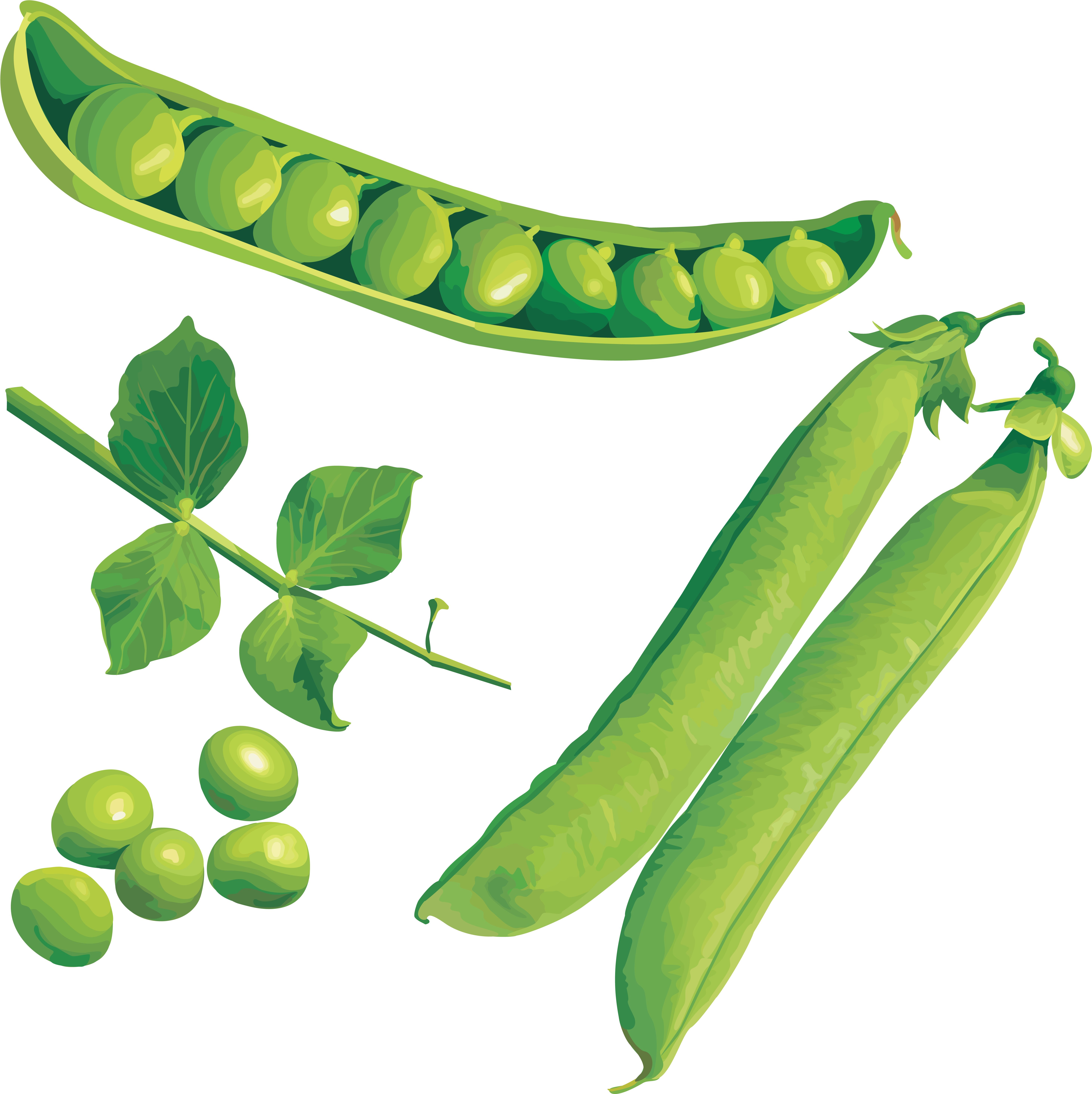 Peas Png (3553x3560), Png Download