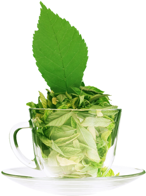 Stevia Tea Leaves Sweetener - Green Tea Images Free (304x403), Png Download