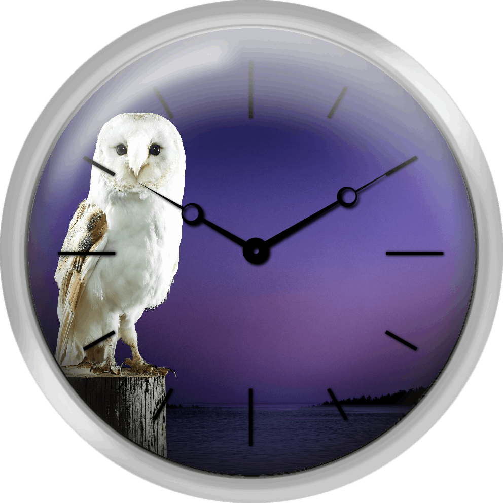 Barn Owl Standing On Log With Sunset Background - Denali Park Road (992x992), Png Download