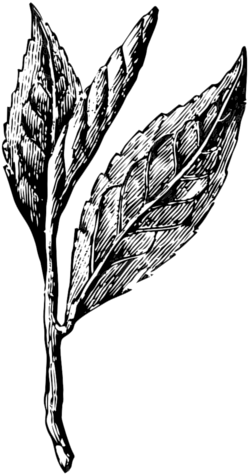 Mature Tea Bush - Tea Leaves Drawing Png (291x500), Png Download