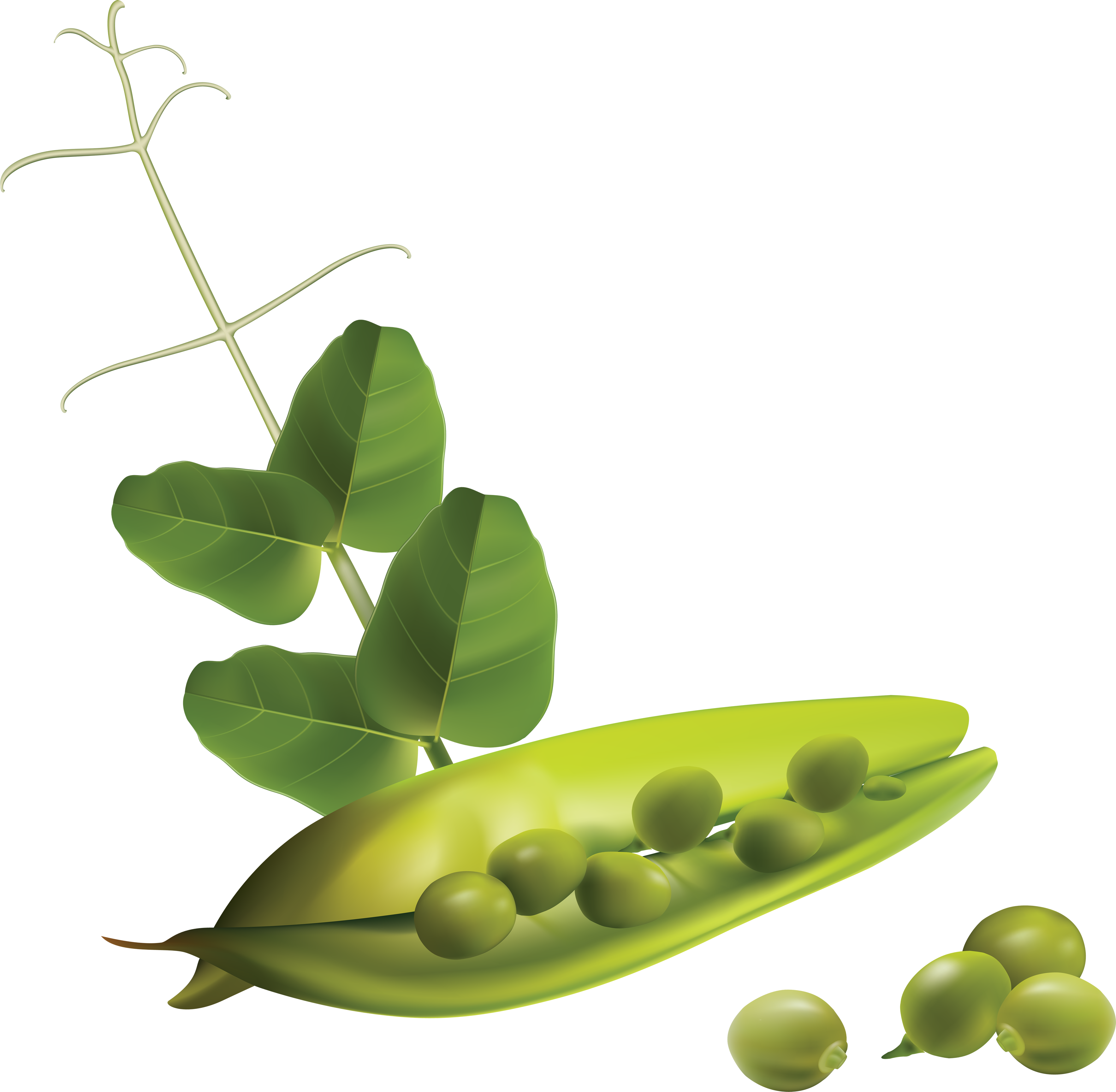 Free Vector Vegetables (3536x3461), Png Download