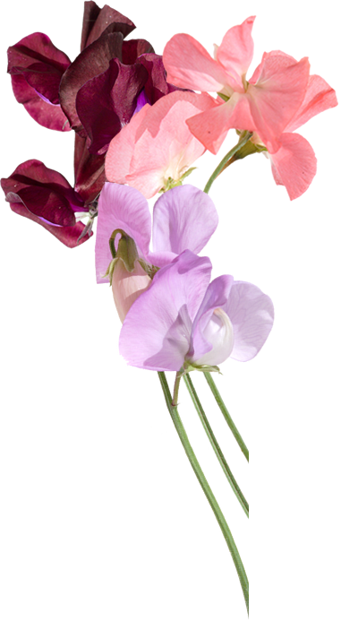 Sweet Pea Flowers Delivered By Post - Sweet Pea Png (381x693), Png Download